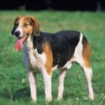 英国猎狐犬-缩略图-10