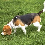 英国猎狐犬-缩略图-11