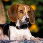 英国猎狐犬-缩略图-12