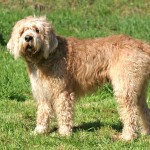奥达猎犬-缩略图-5