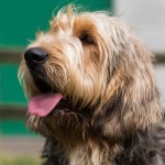 奥达猎犬-缩略图-9