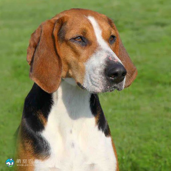 汉密尔顿斯多弗尔犬-1