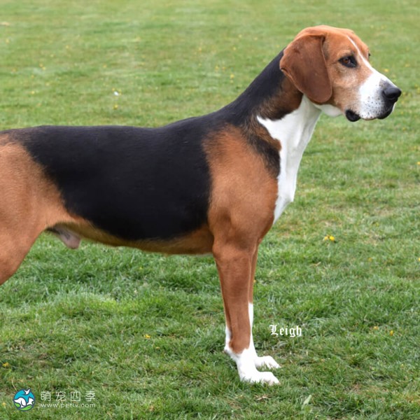 汉密尔顿斯多弗尔犬-2