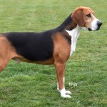 汉密尔顿斯多弗尔犬-缩略图-2