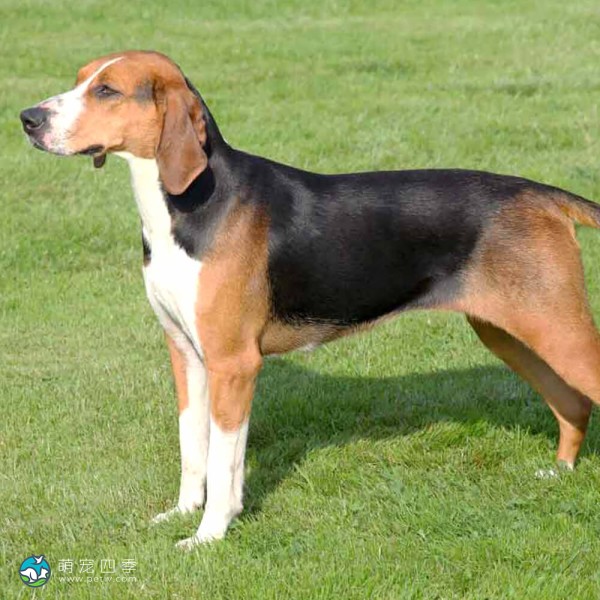 汉密尔顿斯多弗尔犬-3