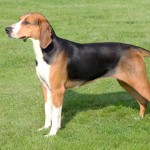 汉密尔顿斯多弗尔犬-缩略图-3