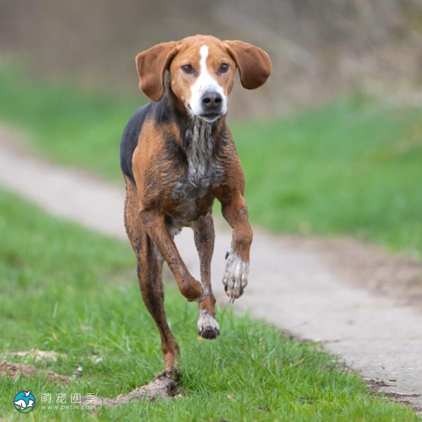 汉密尔顿斯多弗尔犬-4