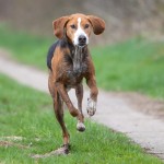 汉密尔顿斯多弗尔犬-缩略图-4