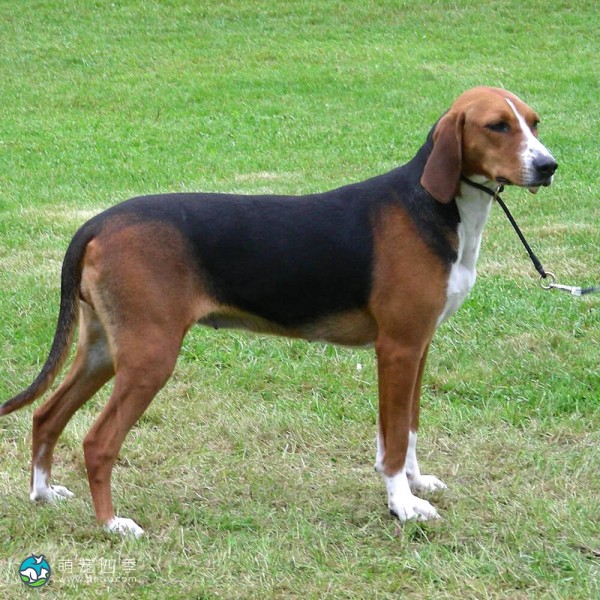 汉密尔顿斯多弗尔犬-5