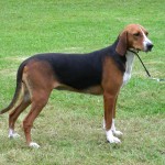 汉密尔顿斯多弗尔犬-缩略图-5