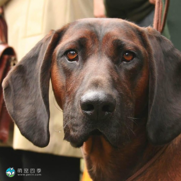 巴伐利亚山地猎犬-1