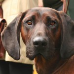 巴伐利亚山地猎犬-缩略图-1