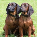 巴伐利亚山地猎犬-缩略图-2