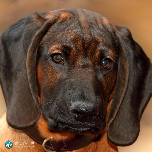 巴伐利亚山地猎犬-3