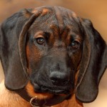 巴伐利亚山地猎犬-缩略图-3