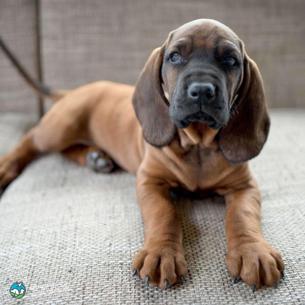 巴伐利亚山地猎犬-4