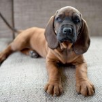 巴伐利亚山地猎犬-缩略图-4