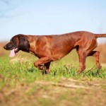 巴伐利亚山地猎犬-缩略图-5