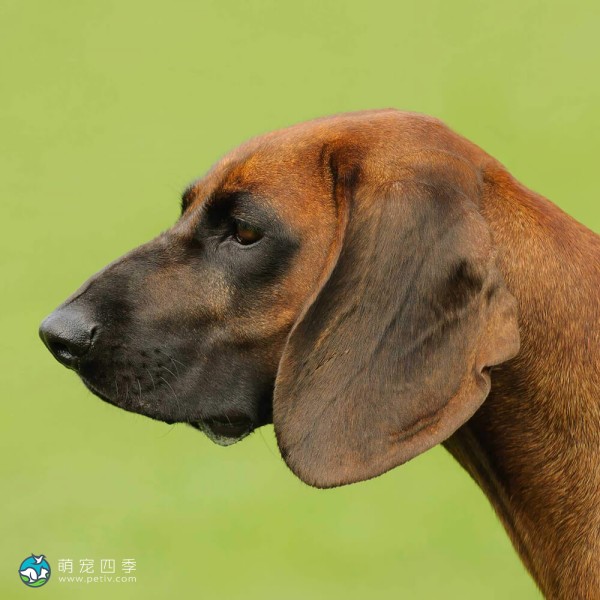 巴伐利亚山地猎犬-6