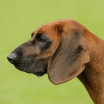 巴伐利亚山地猎犬-缩略图-6