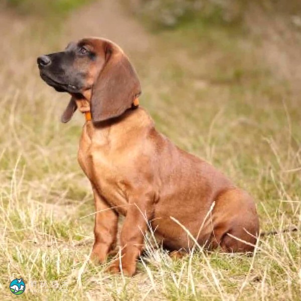 巴伐利亚山地猎犬-7