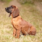 巴伐利亚山地猎犬-缩略图-7