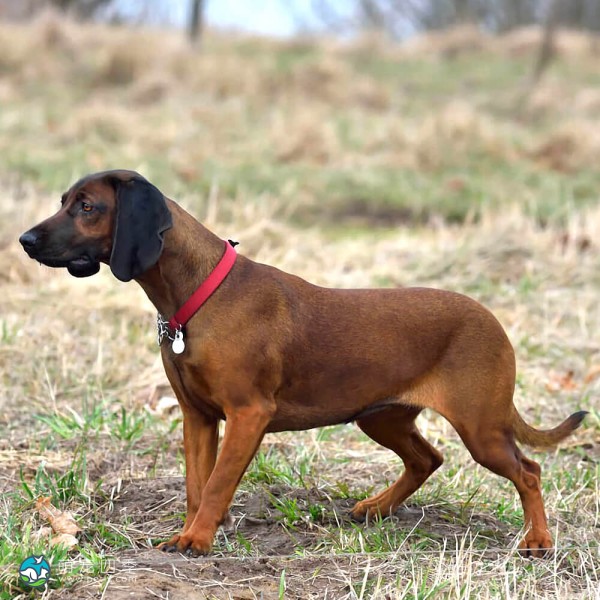 巴伐利亚山地猎犬-8