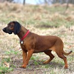 巴伐利亚山地猎犬-缩略图-8