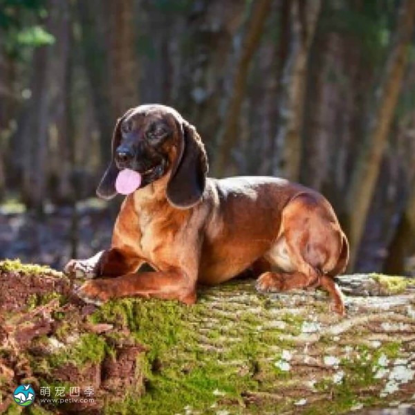 巴伐利亚山地猎犬-9