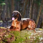 巴伐利亚山地猎犬-缩略图-9