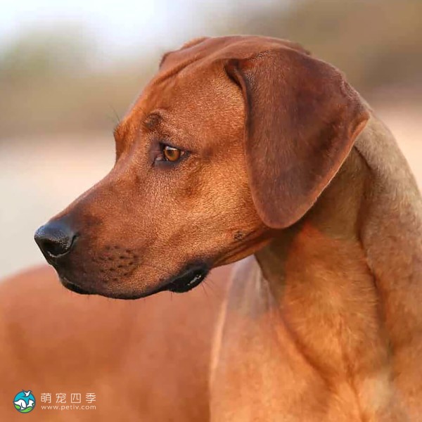 罗德西亚脊背犬-1