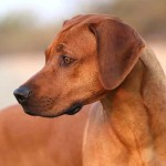 罗德西亚脊背犬-缩略图-1