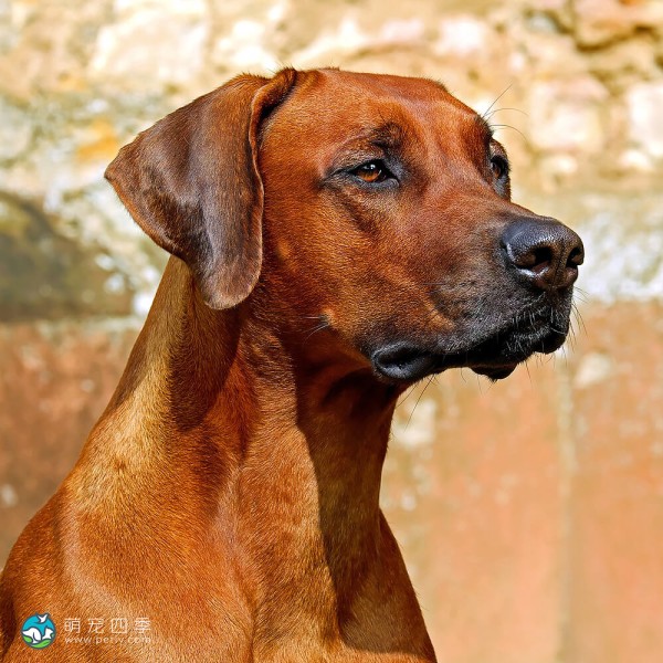 罗德西亚脊背犬-2