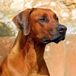 罗德西亚脊背犬-缩略图-2