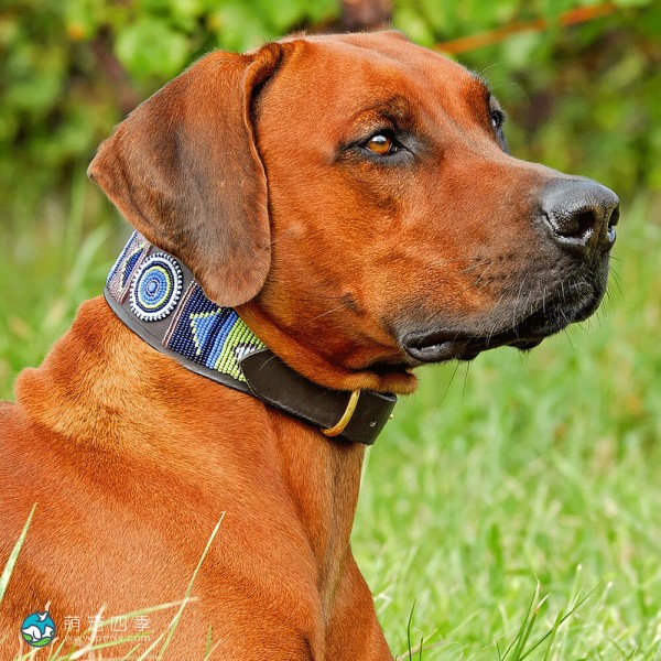 罗德西亚脊背犬-3