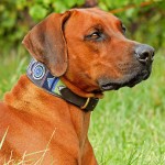 罗德西亚脊背犬-缩略图-3