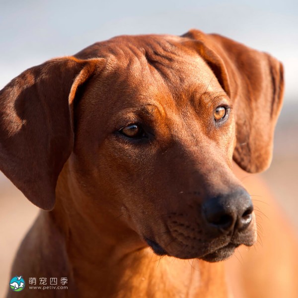 罗德西亚脊背犬-4