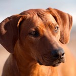 罗德西亚脊背犬-缩略图-4