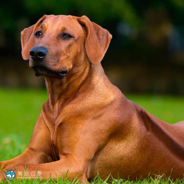 罗德西亚脊背犬-5