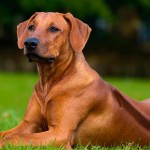 罗德西亚脊背犬-缩略图-5