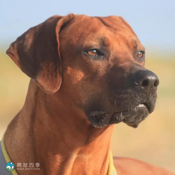 罗德西亚脊背犬-6