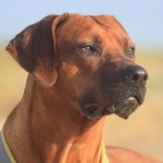 罗德西亚脊背犬-缩略图-6