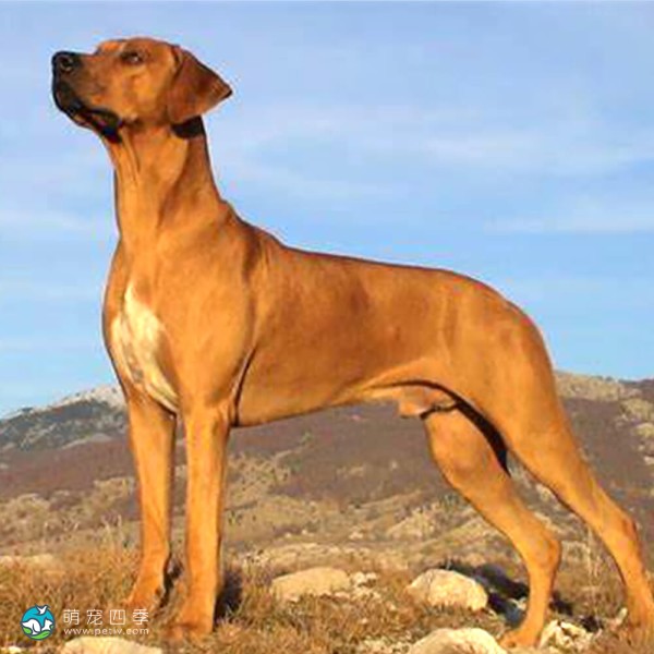 罗德西亚脊背犬-7