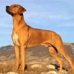 罗德西亚脊背犬-缩略图-7