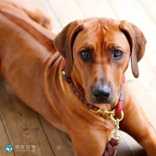 罗德西亚脊背犬-8