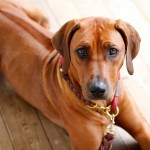 罗德西亚脊背犬-缩略图-8