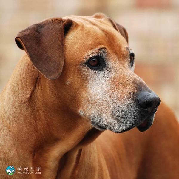 罗德西亚脊背犬-10