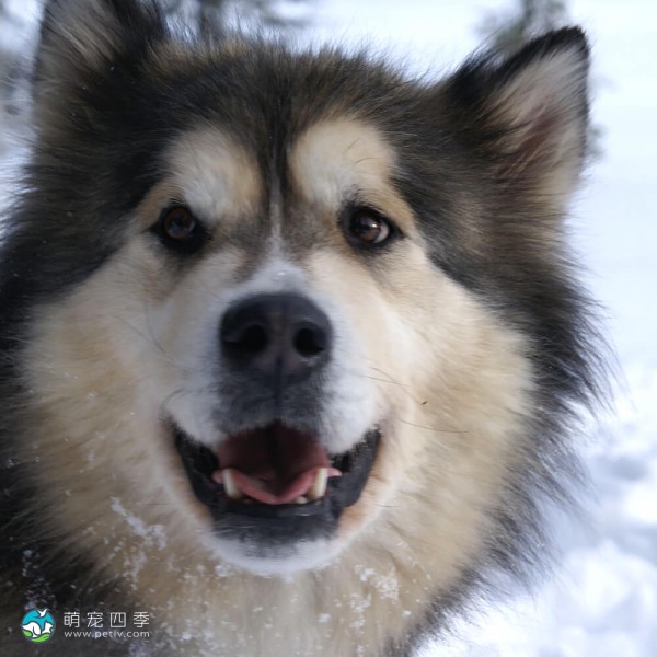 阿拉斯加雪橇犬-2