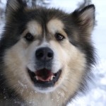 阿拉斯加雪橇犬-缩略图-2