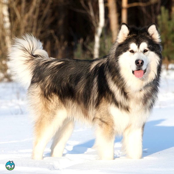 阿拉斯加雪橇犬-3